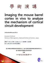 Imaging the mouse barrel cortex in vivo to analyze the mechanism of cortical circuit development-1_1